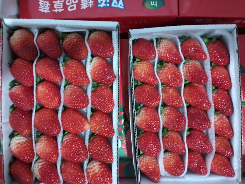 四季草莓