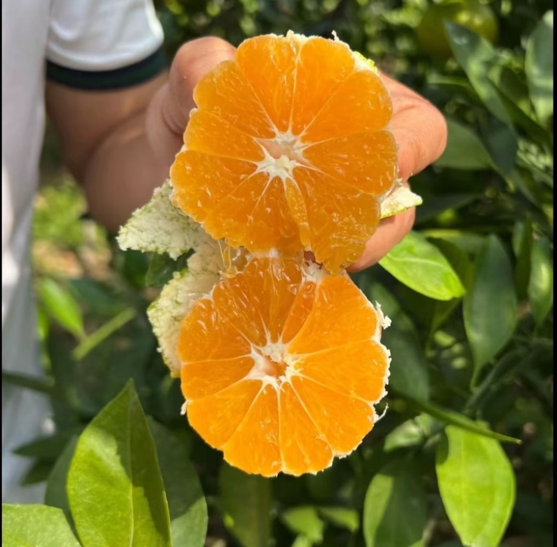 湖北特早蜜橘，商超，市场，电商，洗果打腊，一件带发，