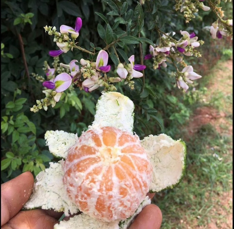 湖北特早蜜橘，商超，市场，电商，洗果打腊，一件带发，