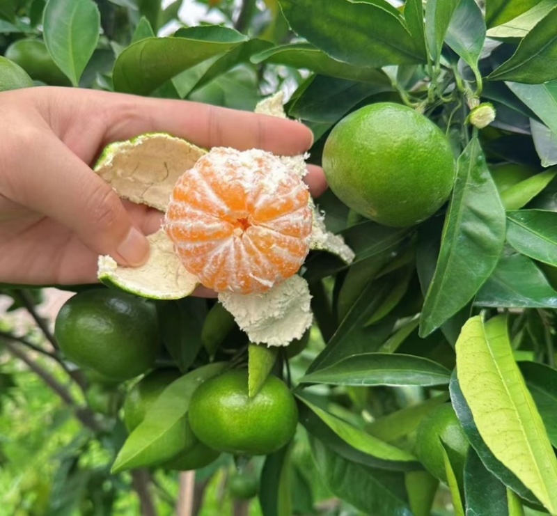 湖北特早蜜橘，商超，市场，电商，洗果打腊，一件带发，