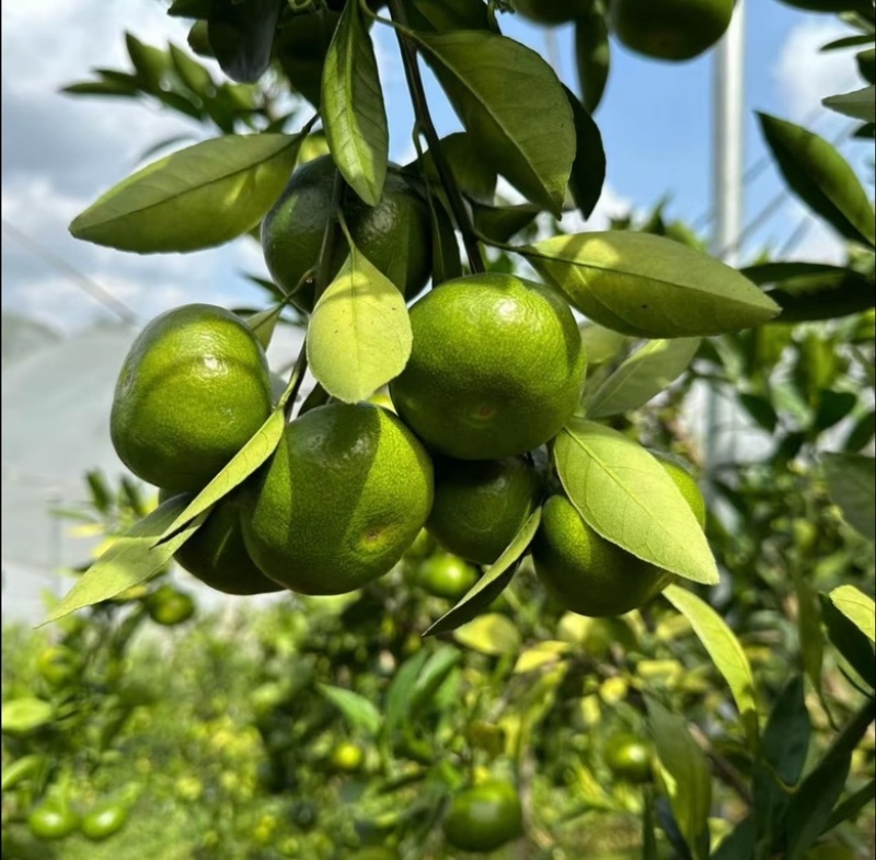 湖北特早蜜橘，商超，市场，电商，洗果打腊，一件带发，
