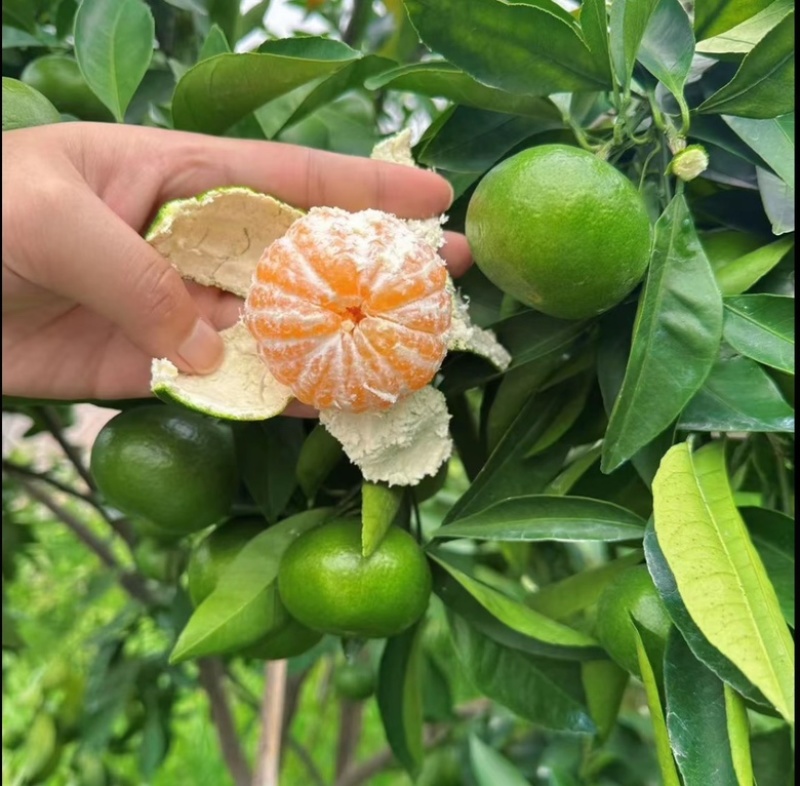 湖北特早蜜橘，商超，市场，电商，洗果打腊，一件带发，