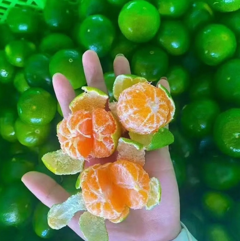 湖北特早蜜橘，商超，市场，电商，洗果打腊，一件带发，