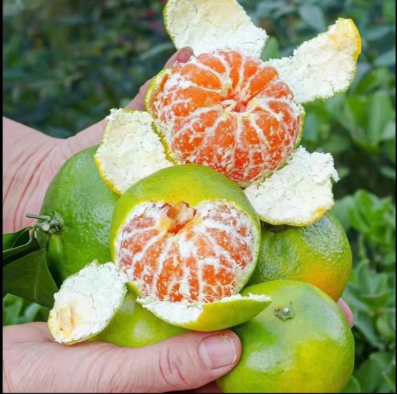 湖北特早蜜橘，商超，市场，电商，洗果打腊，一件带发，