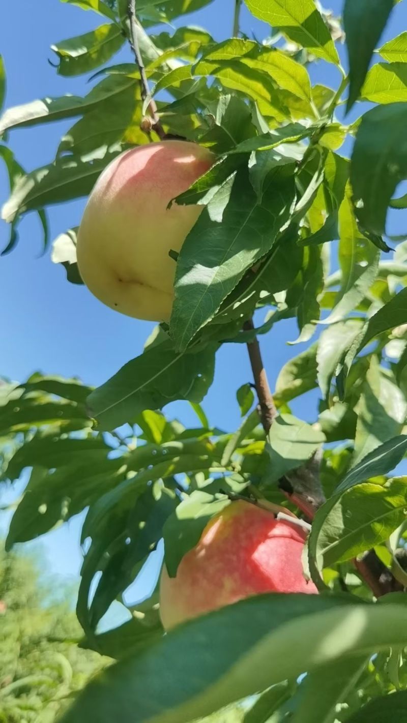 吉祥红，水蜜桃