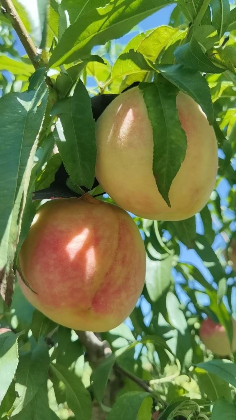 吉祥红，水蜜桃