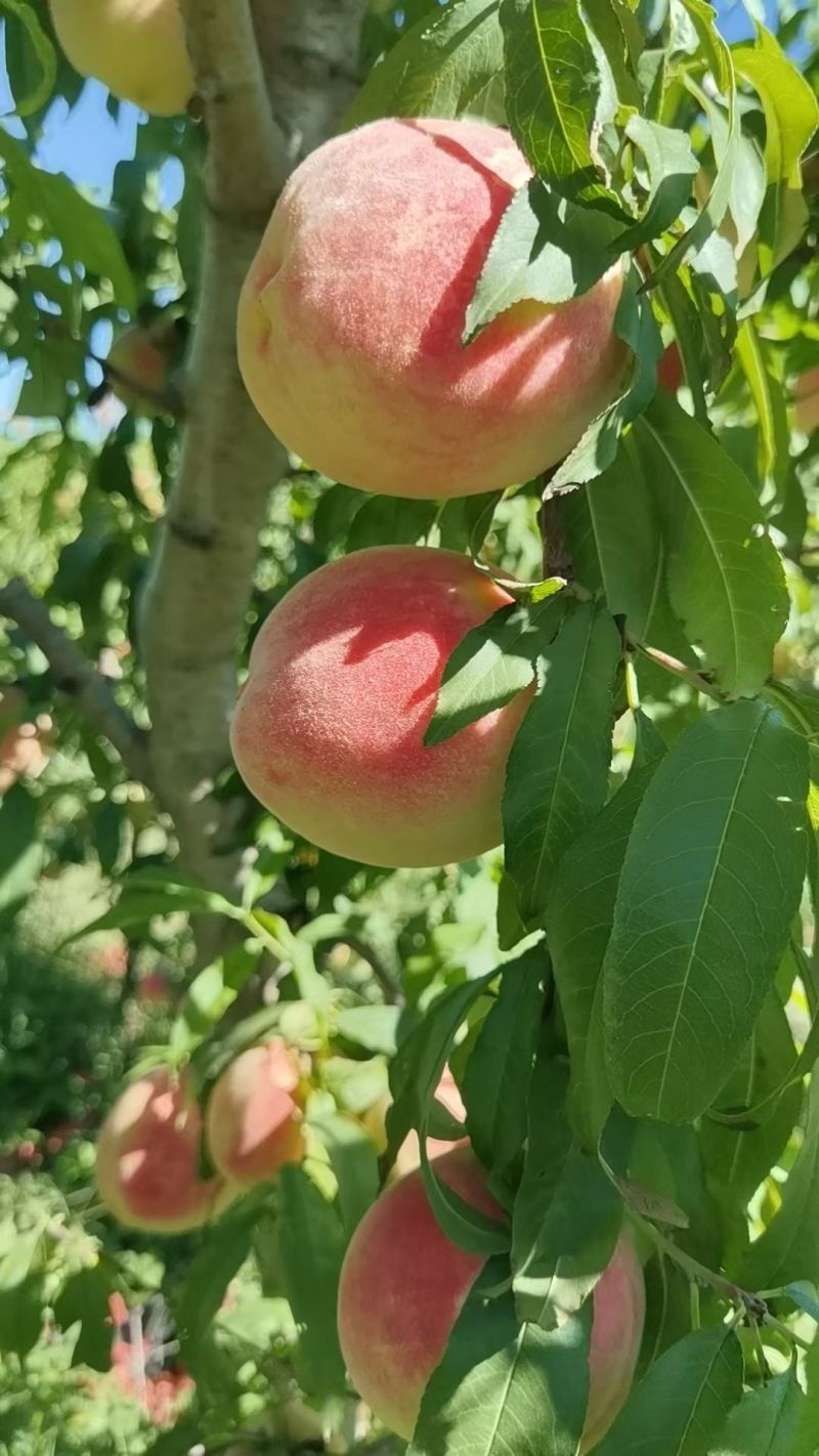 吉祥红，水蜜桃