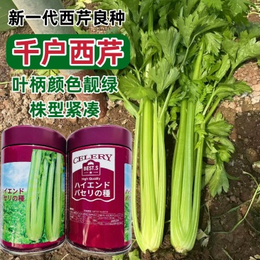 新一代西芹良种千户西芹种子罐装长势旺颜色靓绿高端芹菜种子