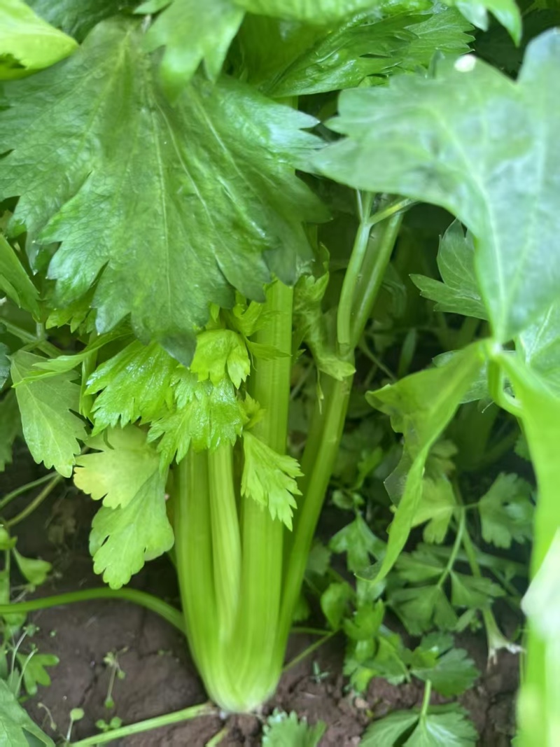 新一代西芹良种千户西芹种子罐装长势旺颜色靓绿高端芹菜种子