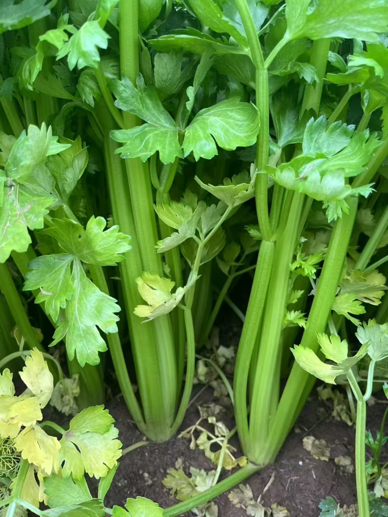 新一代西芹良种千户西芹种子罐装长势旺颜色靓绿高端芹菜种子