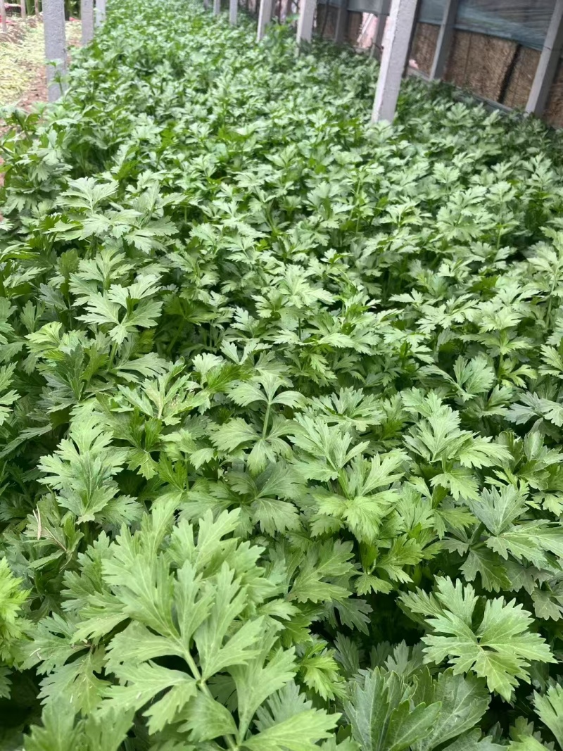 新一代西芹良种千户西芹种子罐装长势旺颜色靓绿高端芹菜种子