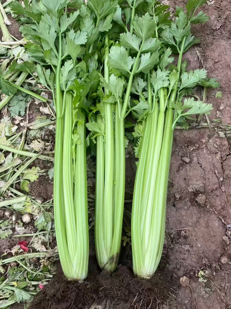 新一代西芹良种千户西芹种子罐装长势旺颜色靓绿高端芹菜种子