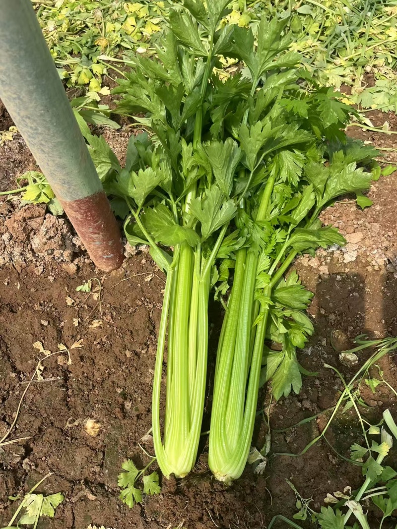 新一代西芹良种千户西芹种子罐装长势旺颜色靓绿高端芹菜种子