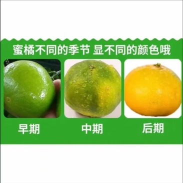 湖北特早蜜橘，商超，市场，电商，洗果打腊，一件带发，