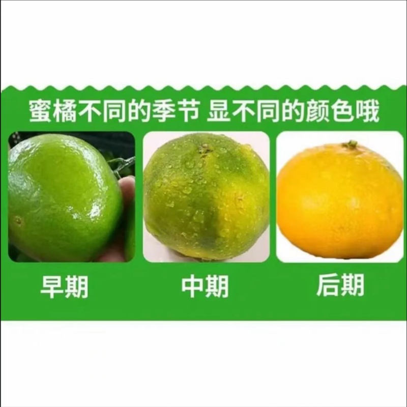 湖北特早蜜橘，商超，市场，电商，洗果打腊，一件带发，