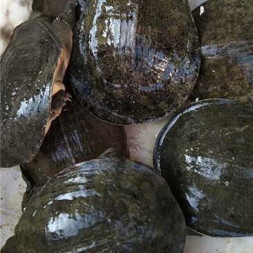 甲鱼【洪湖甲鱼】诚信经营，支持视频看货，可发往全国市场！