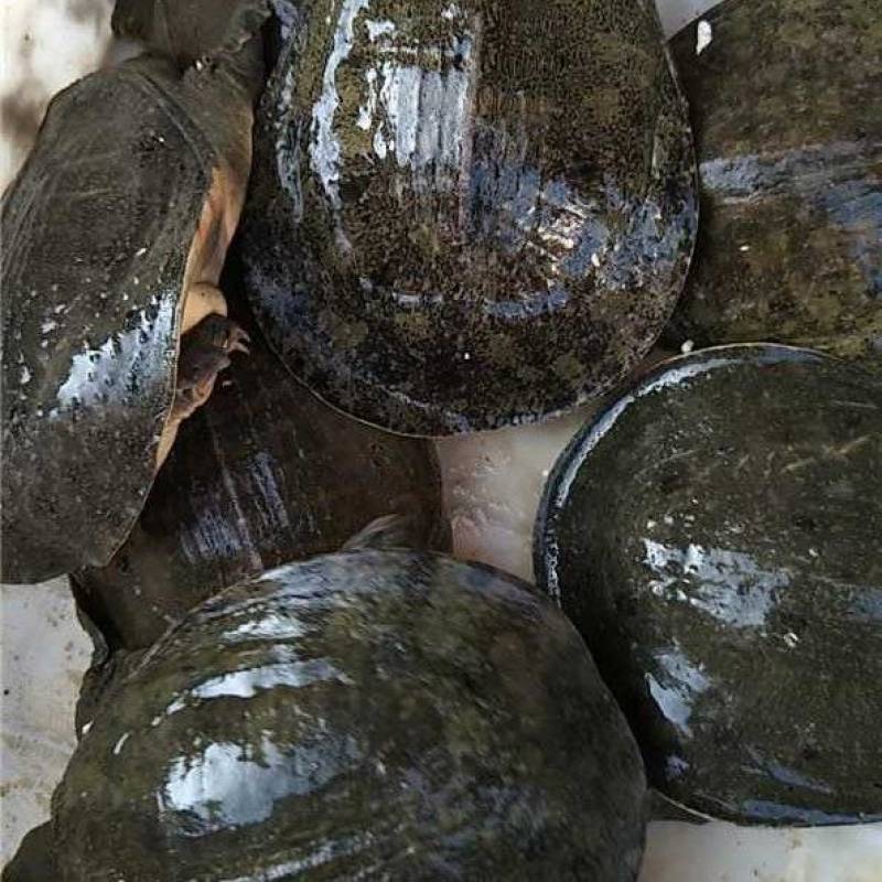 甲鱼【洪湖甲鱼】诚信经营，支持视频看货，可发往全国市场！