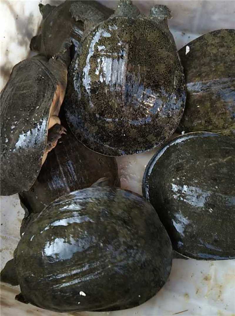 甲鱼【洪湖甲鱼】诚信经营，支持视频看货，可发往全国市场！