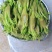 云南大理特产水性杨花菜海菜花新鲜蔬菜现摘洱海丽江野菜