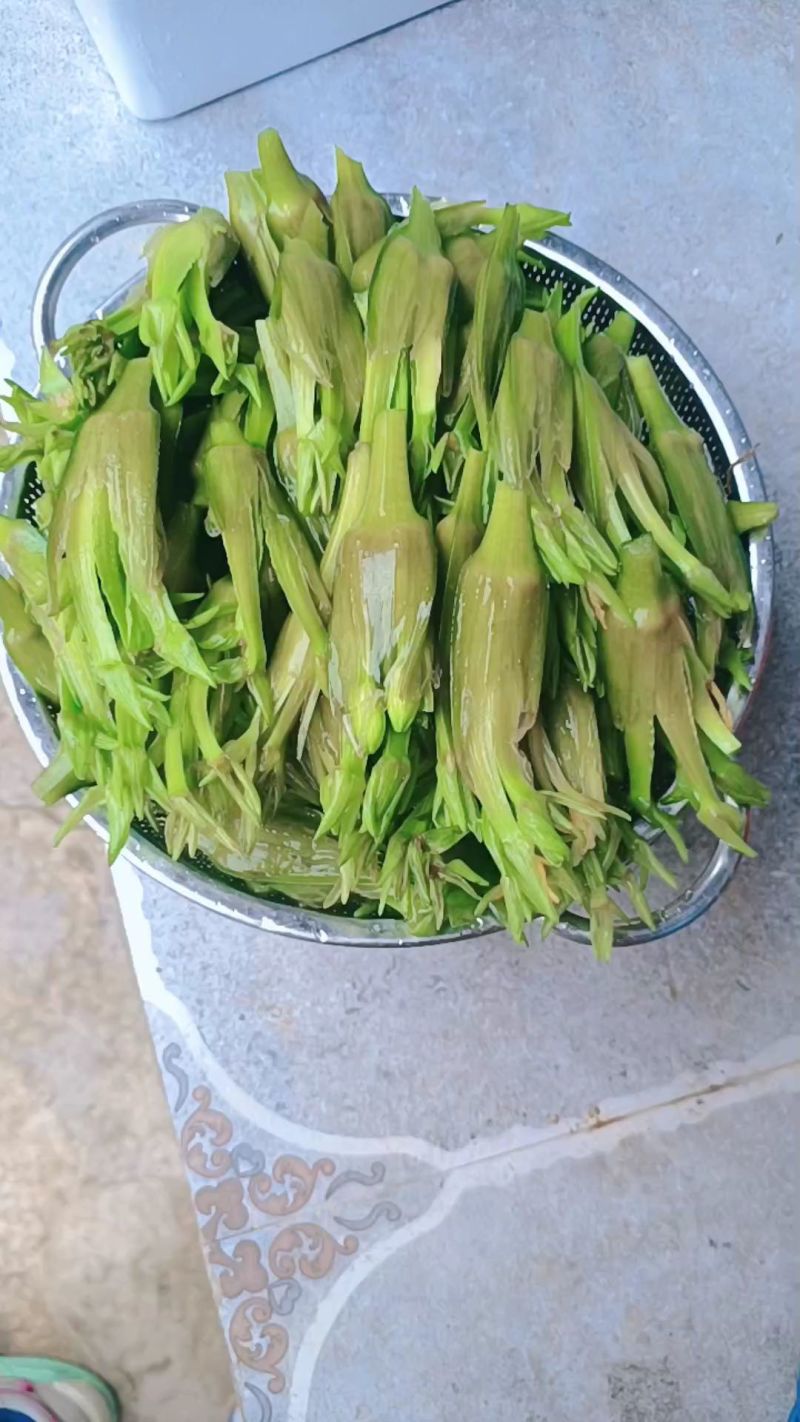 云南大理特产水性杨花菜海菜花新鲜蔬菜现摘洱海丽江野菜