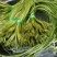 云南大理特产水性杨花菜海菜花新鲜蔬菜现摘洱海丽江野菜