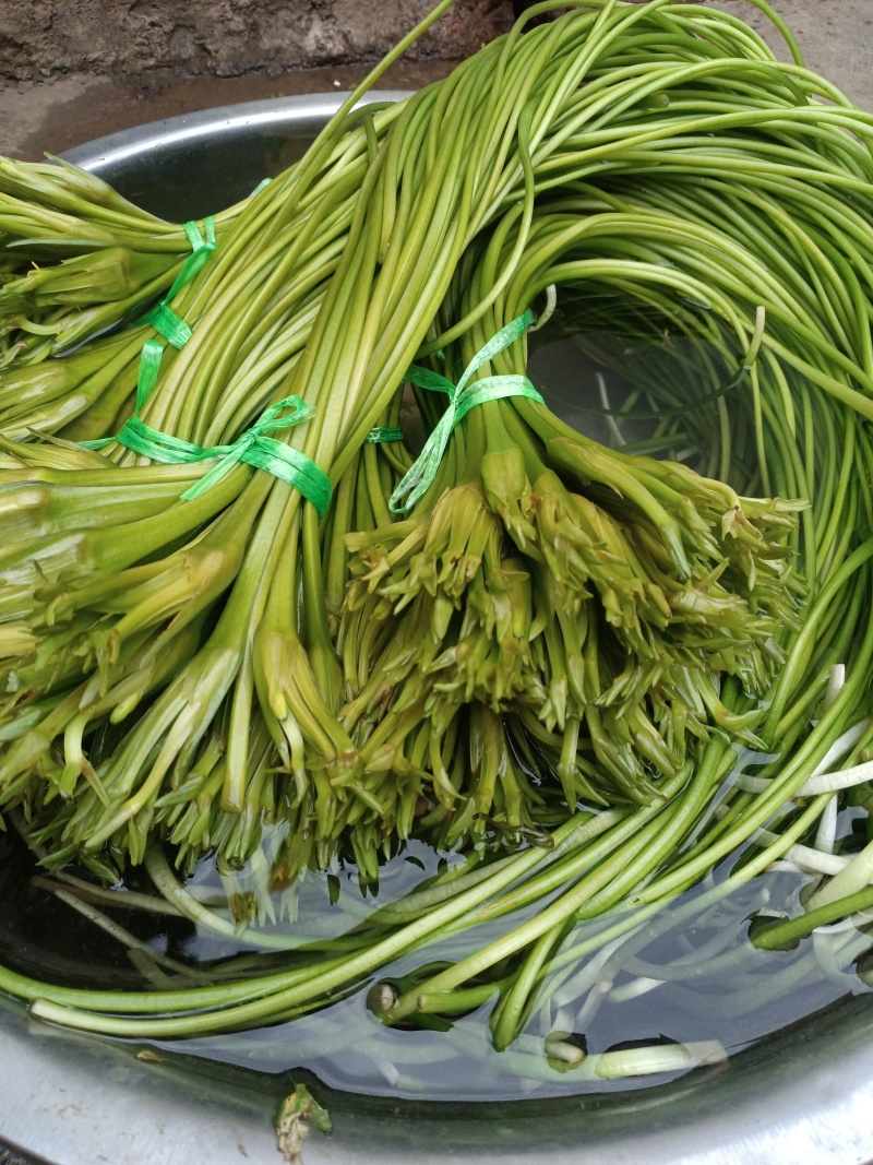云南大理特产水性杨花菜海菜花新鲜蔬菜现摘洱海丽江野菜