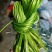 云南大理特产水性杨花菜海菜花新鲜蔬菜现摘洱海丽江野菜