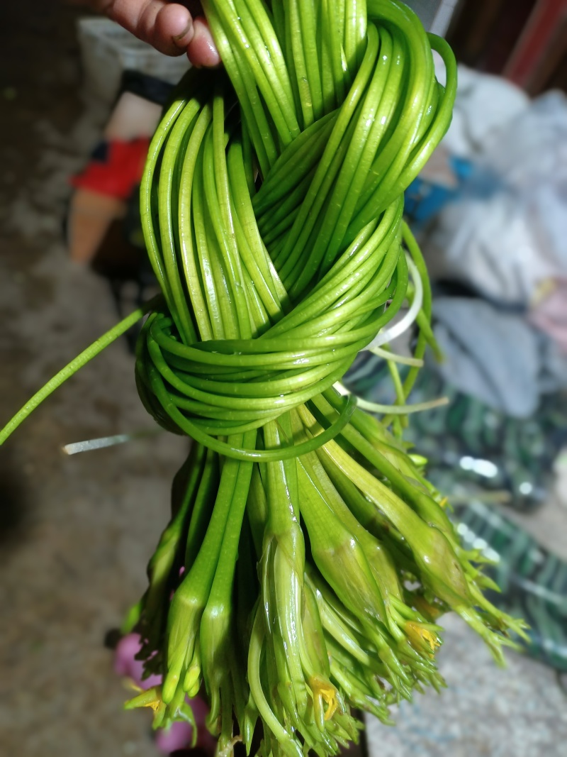 云南大理特产水性杨花菜海菜花新鲜蔬菜现摘洱海丽江野菜