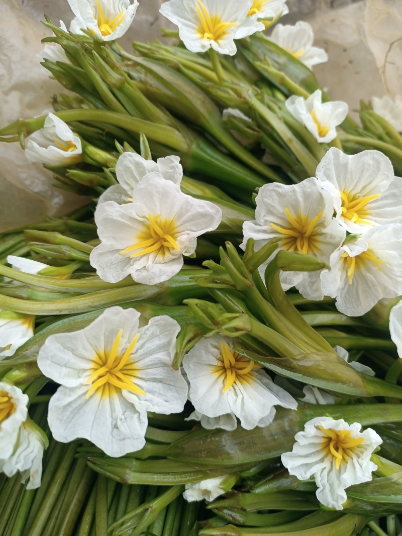 云南大理特产水性杨花菜海菜花新鲜蔬菜现摘洱海丽江野菜