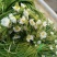 云南大理特产水性杨花菜海菜花新鲜蔬菜现摘洱海丽江野菜