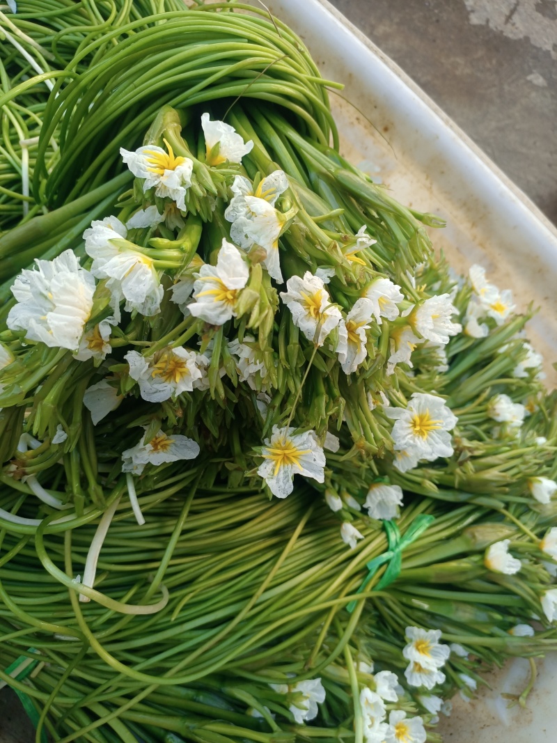 云南大理特产水性杨花菜海菜花新鲜蔬菜现摘洱海丽江野菜