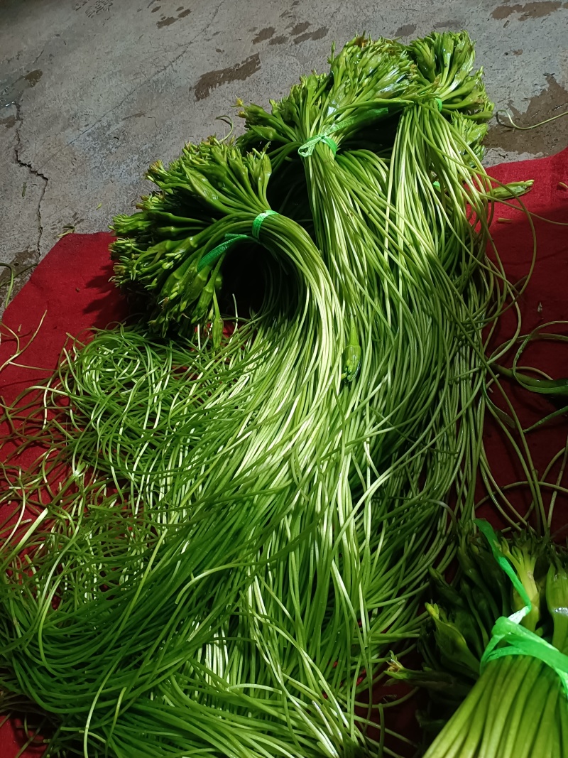云南大理特产水性杨花菜海菜花新鲜蔬菜现摘洱海丽江野菜