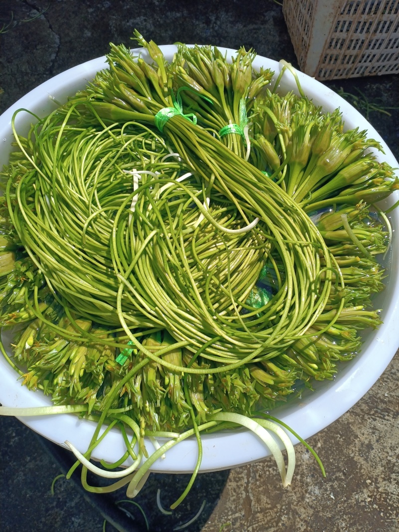 云南大理特产水性杨花菜海菜花新鲜蔬菜现摘洱海丽江野菜