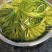 云南大理特产水性杨花菜海菜花新鲜蔬菜现摘洱海丽江野菜