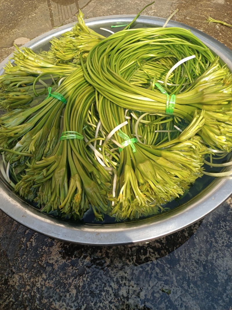 云南大理特产水性杨花菜海菜花新鲜蔬菜现摘洱海丽江野菜
