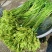 云南大理特产水性杨花菜海菜花新鲜蔬菜现摘洱海丽江野菜