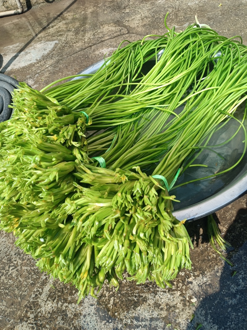 云南大理特产水性杨花菜海菜花新鲜蔬菜现摘洱海丽江野菜