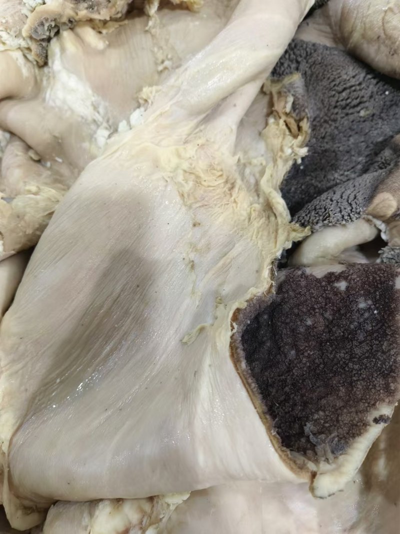 生黑牛肚