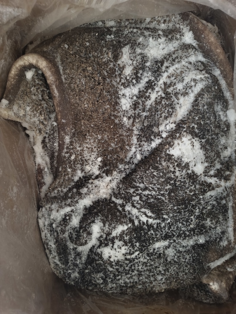 生黑牛肚