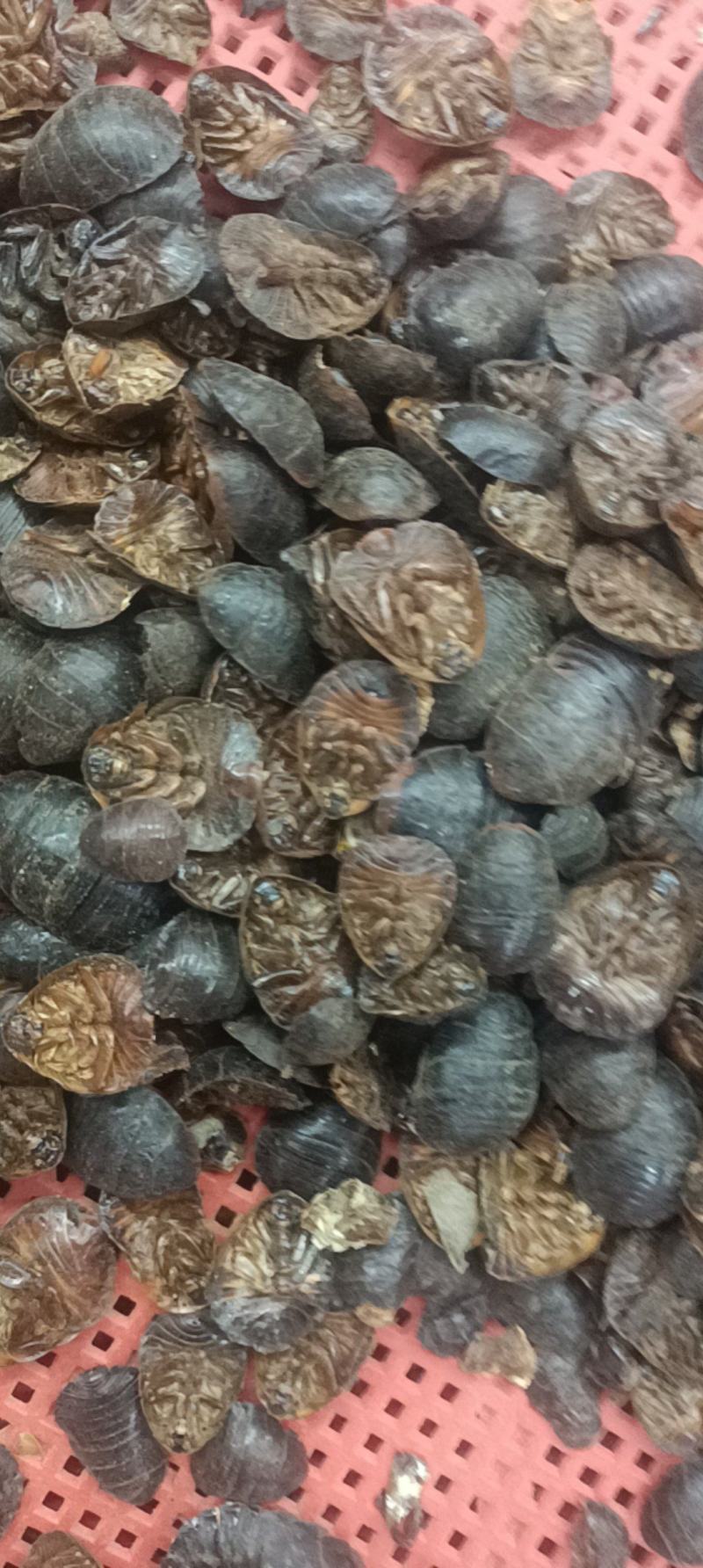 土元土鳖虫各种昆虫类药材零售批发有需下单