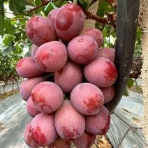 云南妮娜皇后葡萄清甜可口量大从优价格美丽质量好走货快