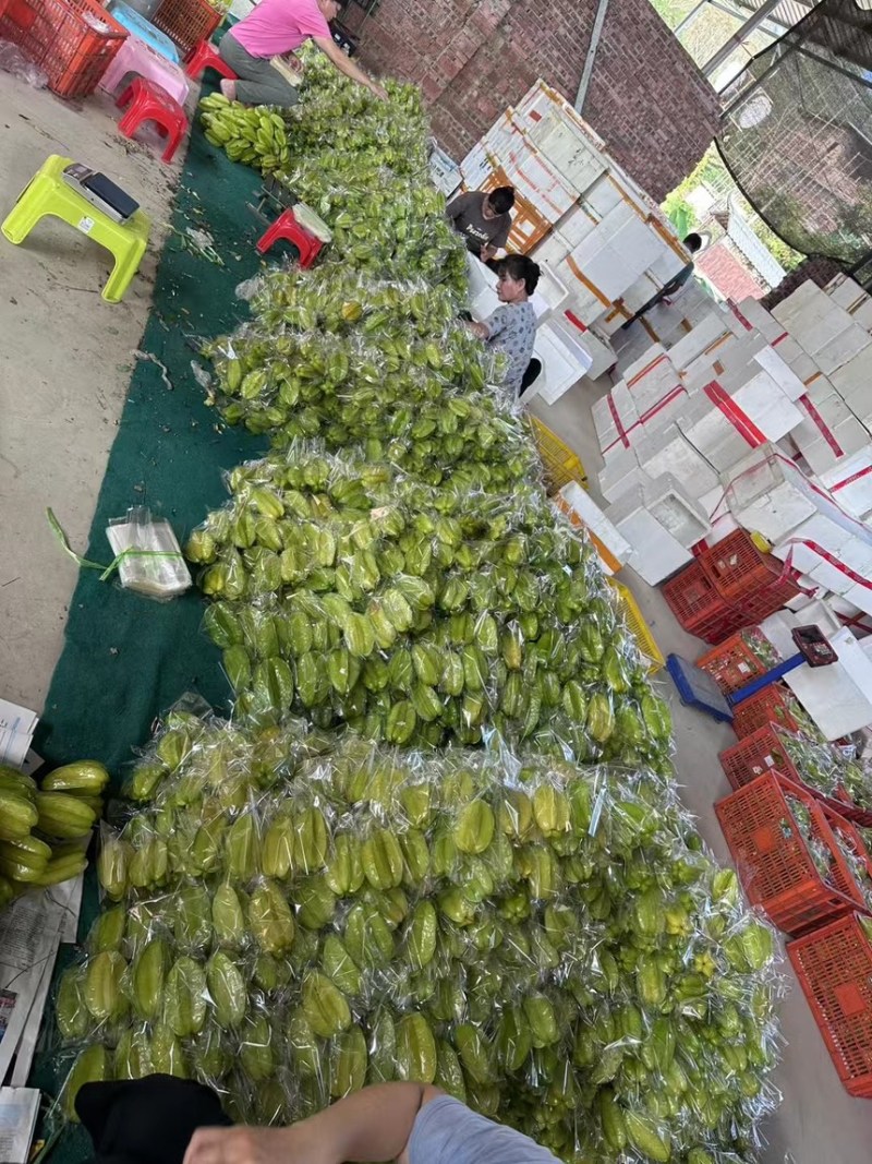 【实力推荐】精品杨桃货源充足全国发货量大从优致电联系