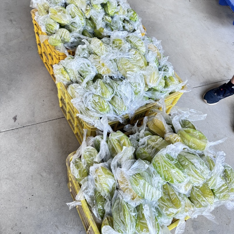 【实力推荐】精品杨桃货源充足全国发货量大从优致电联系