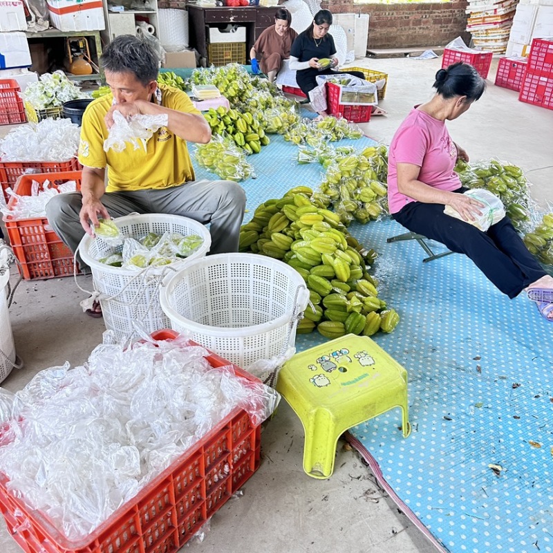 【实力推荐】精品杨桃货源充足全国发货量大从优致电联系