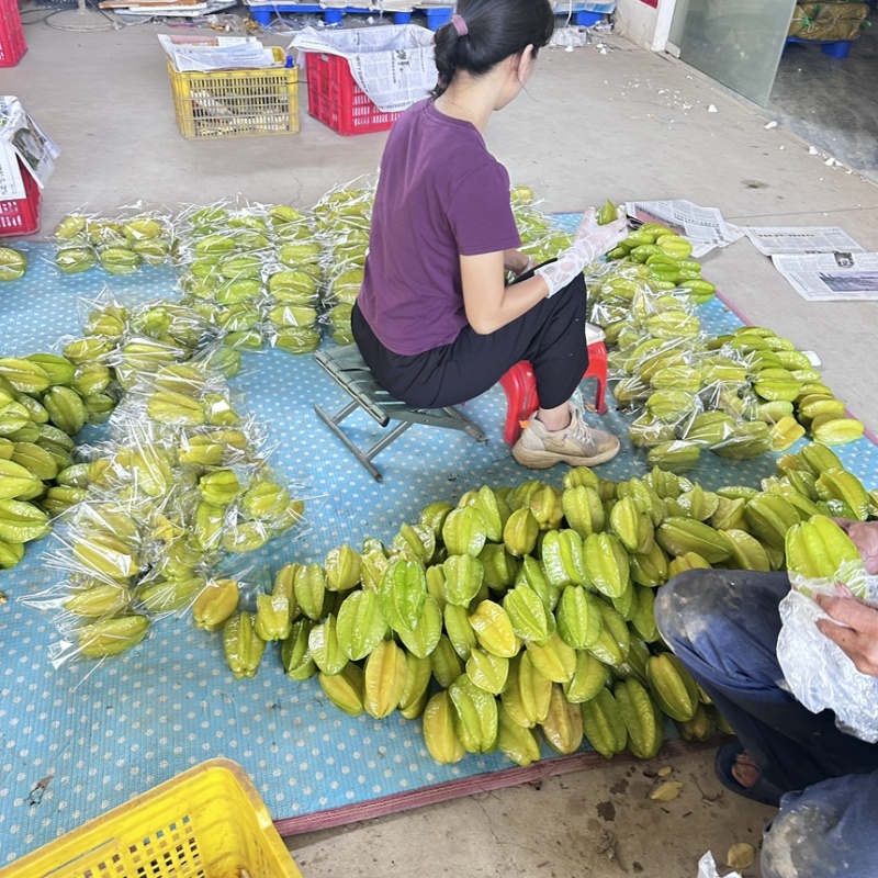 【实力推荐】精品杨桃货源充足全国发货量大从优致电联系