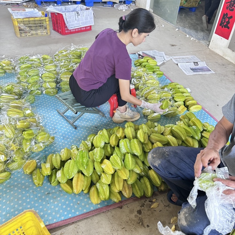 精品杨桃货源充足，全国发货，量大从优致电联系