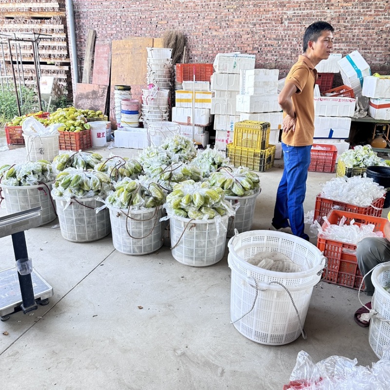 精品杨桃货源充足，全国发货，量大从优致电联系