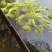 云南大理特产水性杨花菜海菜花新鲜蔬菜现摘洱海丽江野菜