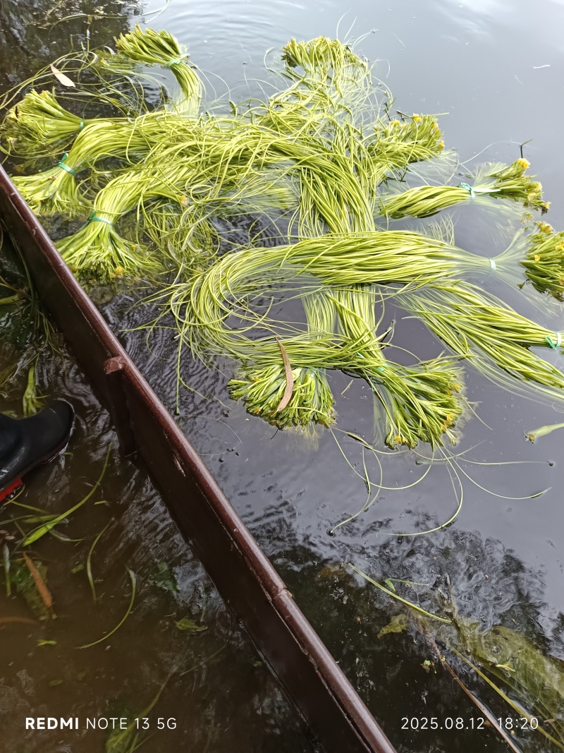 云南大理特产水性杨花菜海菜花新鲜蔬菜现摘洱海丽江野菜