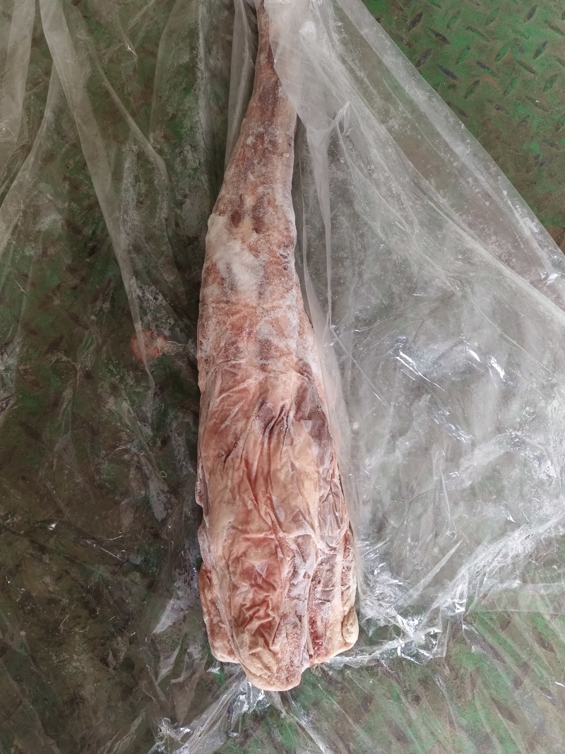 带根牛尾